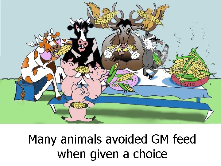 Many animals avoided GM feed when given a choice 