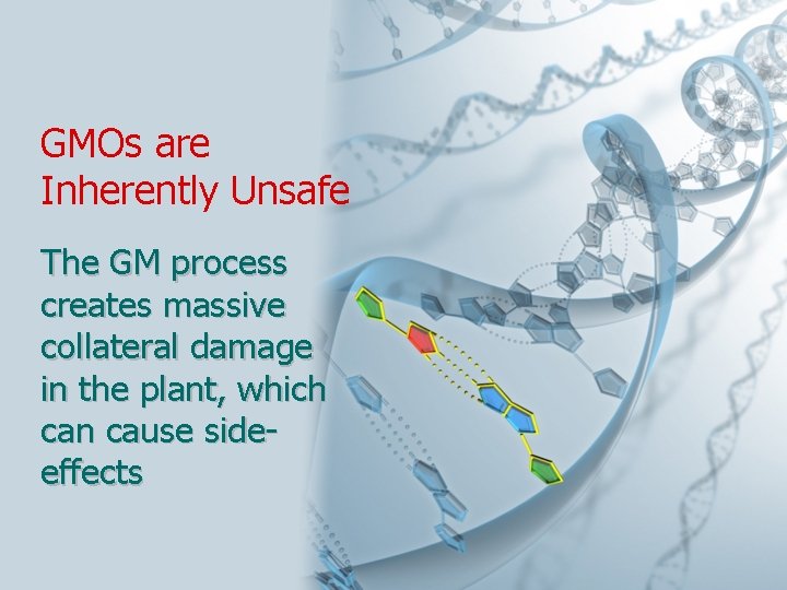 GMOs are Inherently Unsafe The GM process creates massive collateral damage in the plant,