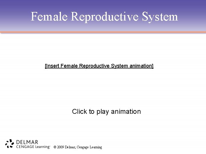 Female Reproductive System [Insert Female Reproductive System animation] Click to play animation © 2009