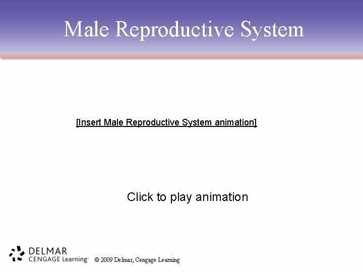 Male Reproductive System [Insert Male Reproductive System animation] Click to play animation © 2009