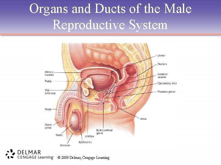 Organs and Ducts of the Male Reproductive System © 2009 Delmar, Cengage Learning 