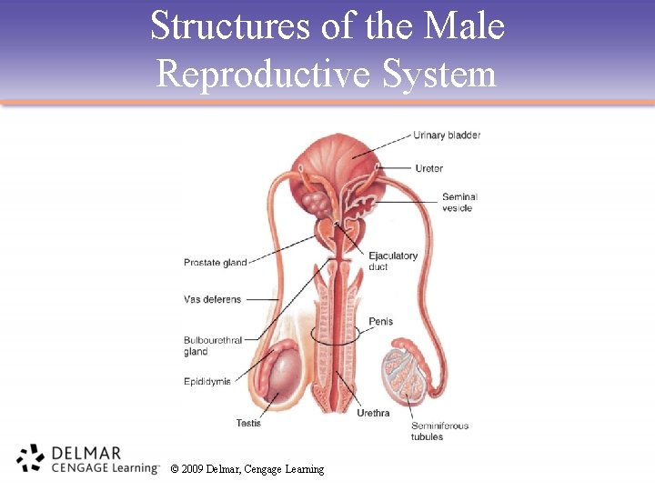 Structures of the Male Reproductive System © 2009 Delmar, Cengage Learning 
