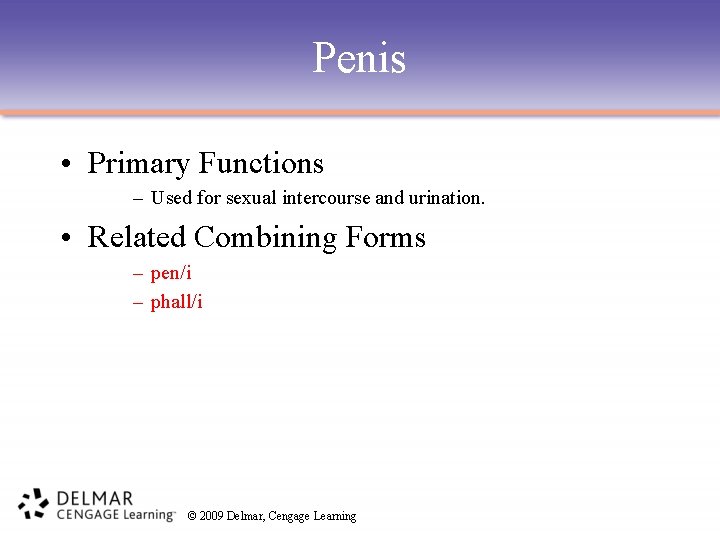 Penis • Primary Functions – Used for sexual intercourse and urination. • Related Combining