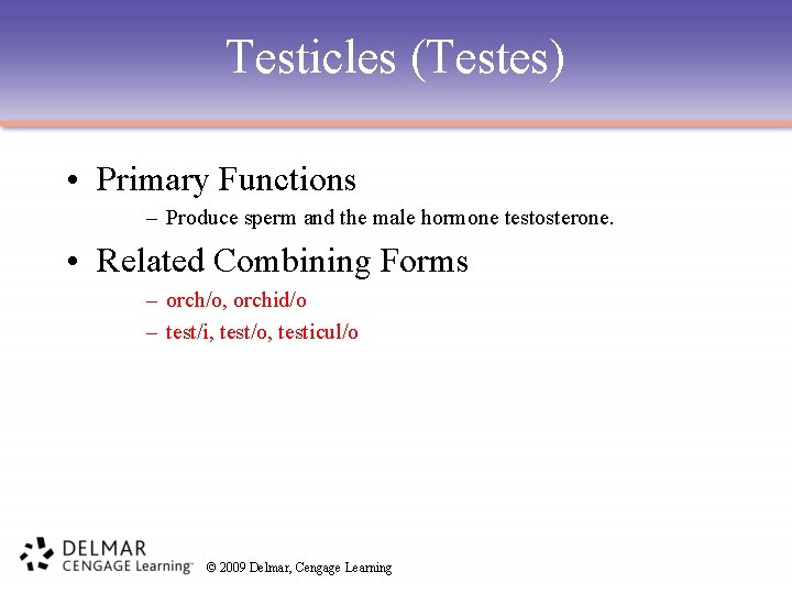 Testicles (Testes) • Primary Functions – Produce sperm and the male hormone testosterone. •