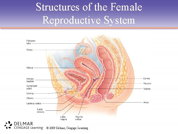Structures of the Female Reproductive System © 2009 Delmar, Cengage Learning 