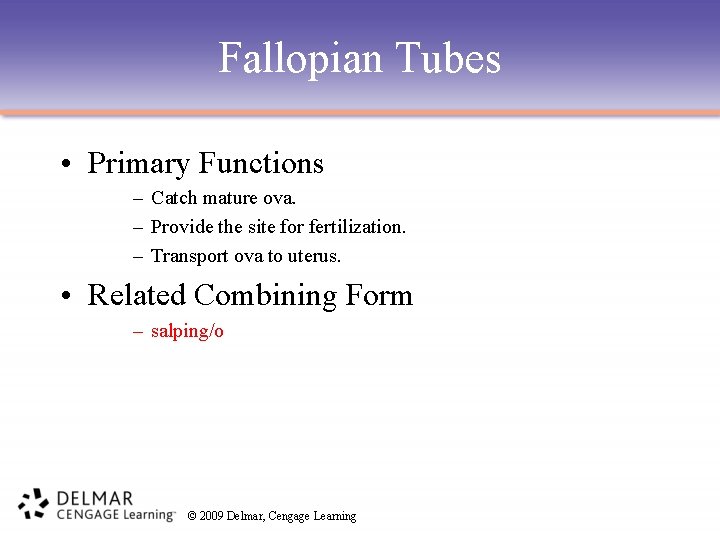 Fallopian Tubes • Primary Functions – Catch mature ova. – Provide the site for
