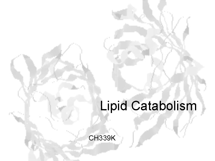 Lipid Catabolism CH 339 K 