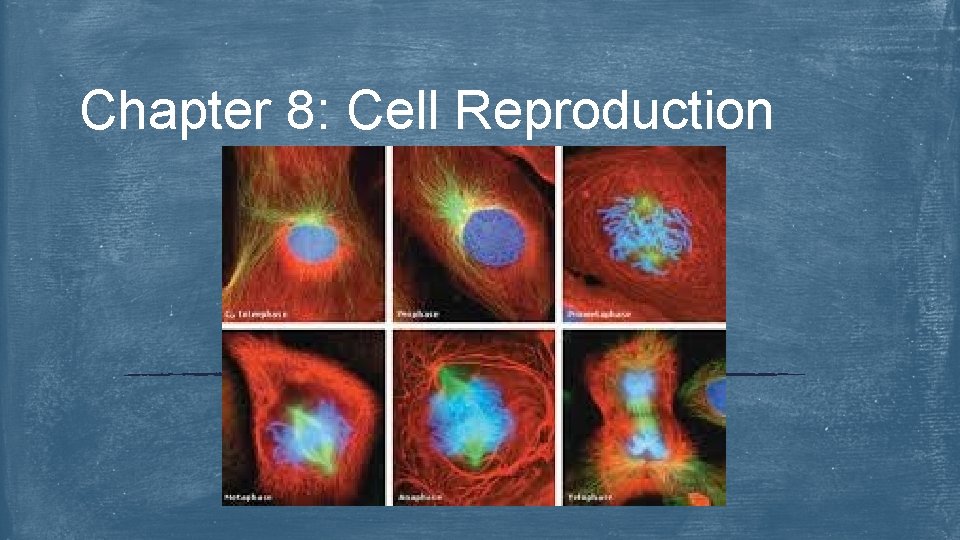 Chapter 8: Cell Reproduction 