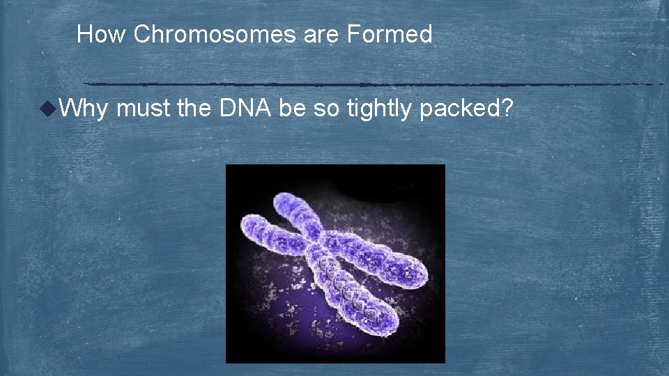 How Chromosomes are Formed u. Why must the DNA be so tightly packed? 