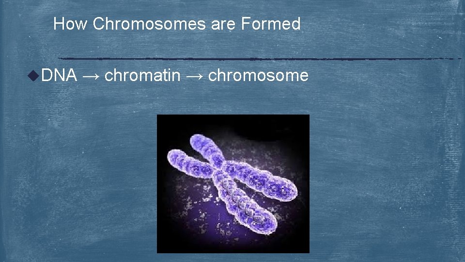 How Chromosomes are Formed u. DNA → chromatin → chromosome 