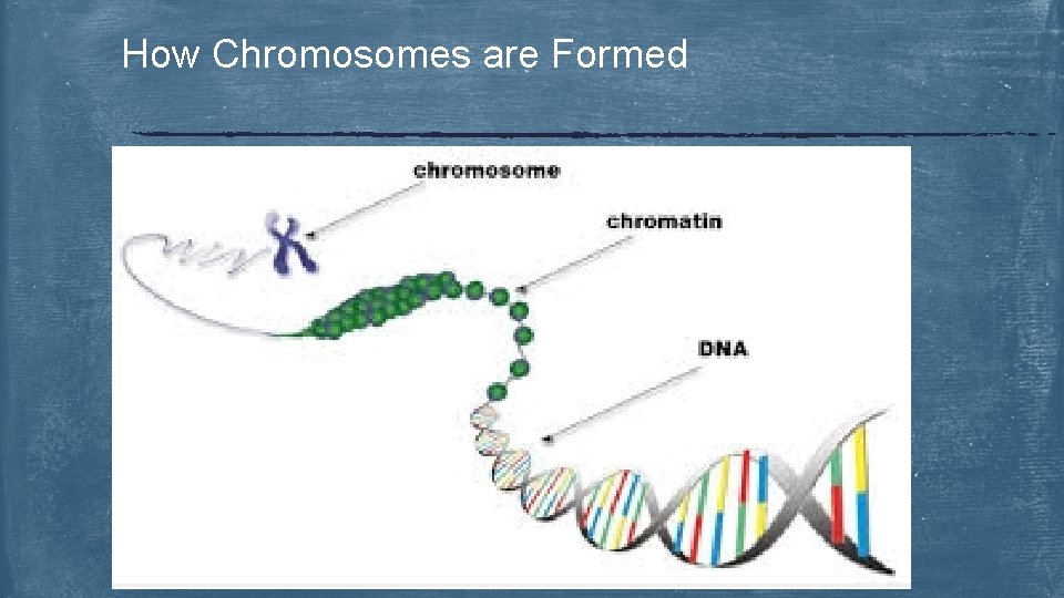 How Chromosomes are Formed 