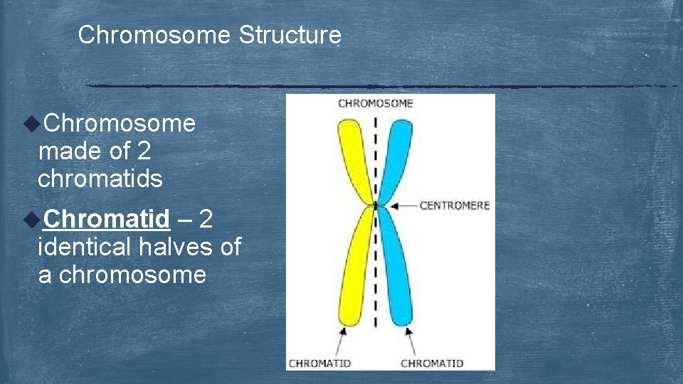 Chromosome Structure u. Chromosome made of 2 chromatids u. Chromatid – 2 identical halves