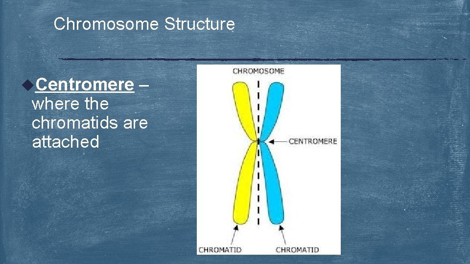 Chromosome Structure u. Centromere – where the chromatids are attached 