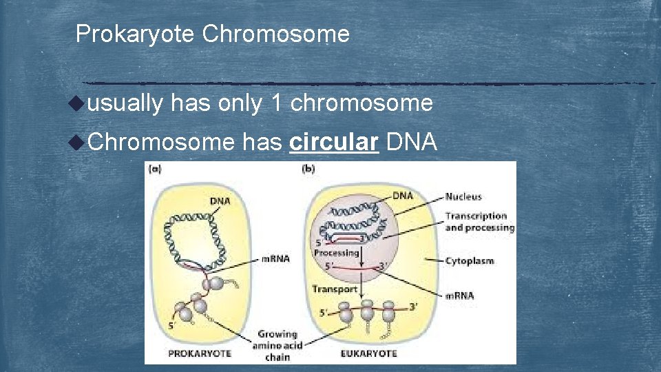 Prokaryote Chromosome uusually has only 1 chromosome u. Chromosome has circular DNA 
