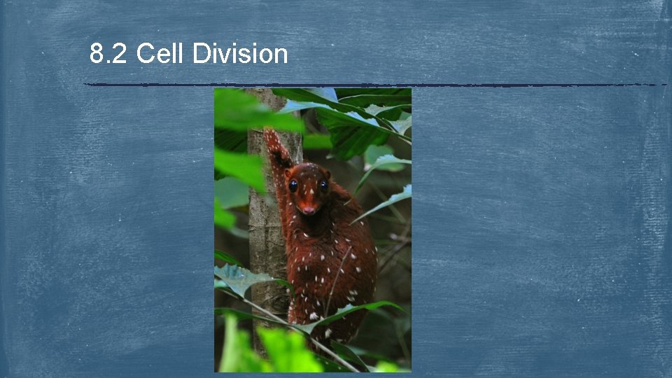 8. 2 Cell Division 