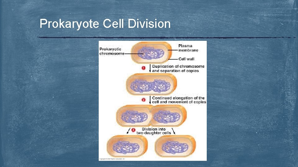 Prokaryote Cell Division 