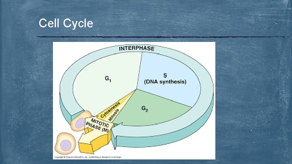 Cell Cycle 