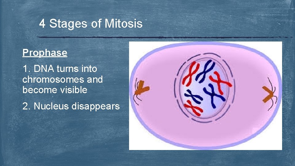 4 Stages of Mitosis Prophase 1. DNA turns into chromosomes and become visible 2.