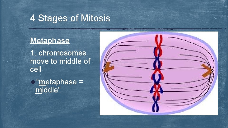 4 Stages of Mitosis Metaphase 1. chromosomes move to middle of cell u“metaphase middle”