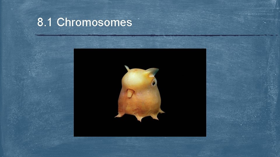 8. 1 Chromosomes 