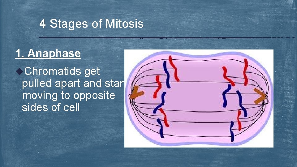 4 Stages of Mitosis 1. Anaphase u. Chromatids get pulled apart and start moving