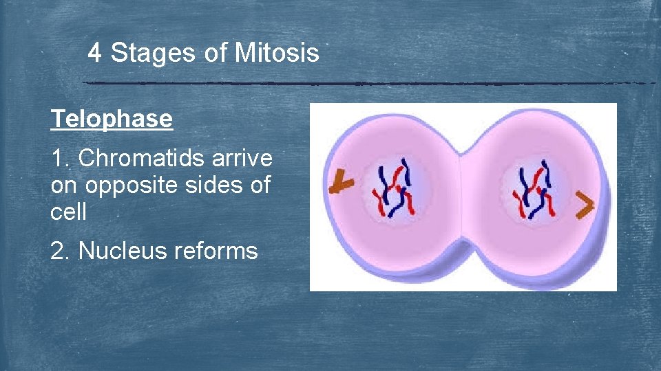 4 Stages of Mitosis Telophase 1. Chromatids arrive on opposite sides of cell 2.