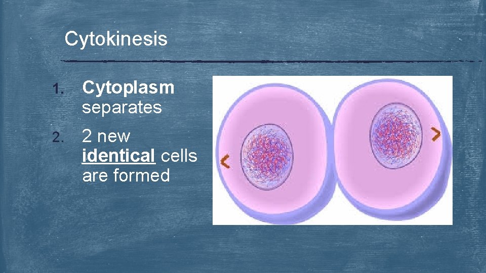 Cytokinesis 1. Cytoplasm separates 2. 2 new identical cells are formed 