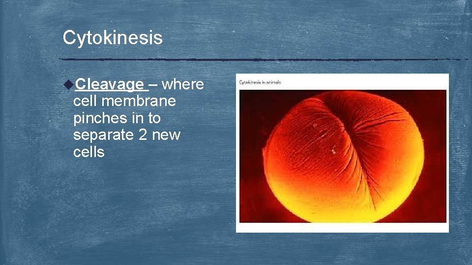 Cytokinesis u. Cleavage – where cell membrane pinches in to separate 2 new cells