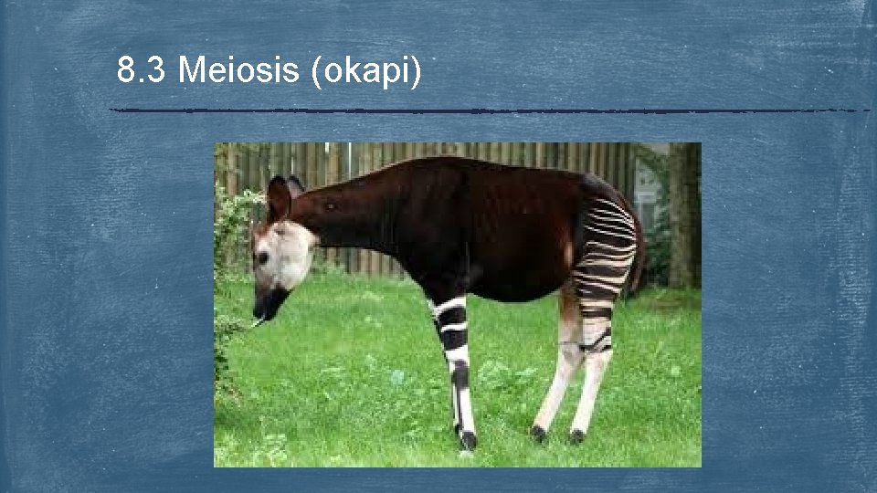 8. 3 Meiosis (okapi) 