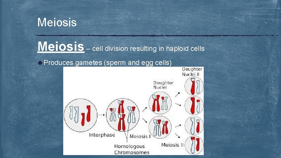 Meiosis – cell division resulting in haploid cells u Produces gametes (sperm and egg