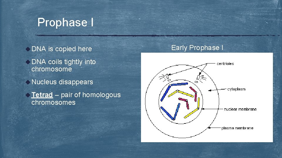 Prophase I u DNA is copied here u DNA coils tightly into chromosome u