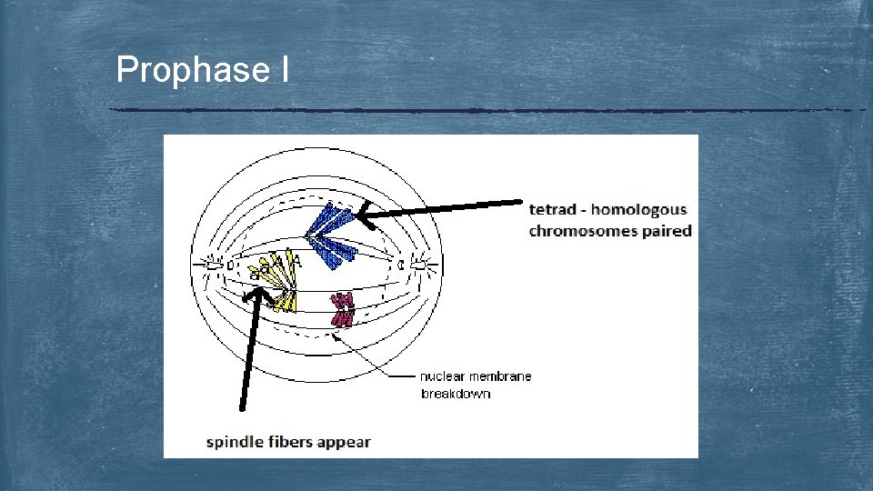 Prophase I 