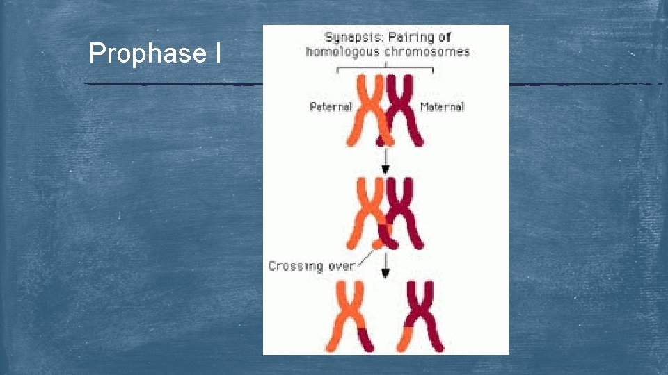 Prophase I 