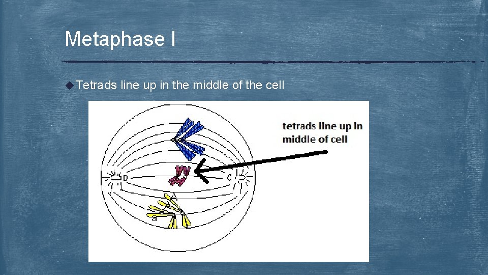 Metaphase I u Tetrads line up in the middle of the cell 