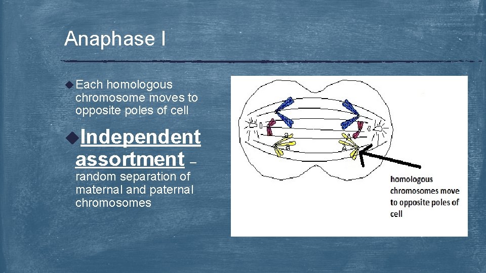 Anaphase I u Each homologous chromosome moves to opposite poles of cell u. Independent