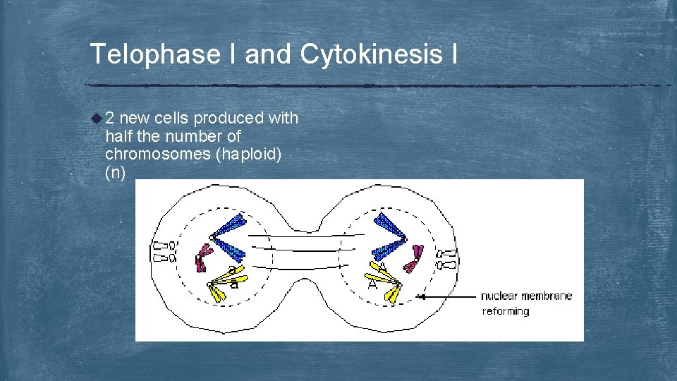 Telophase I and Cytokinesis I u 2 new cells produced with half the number