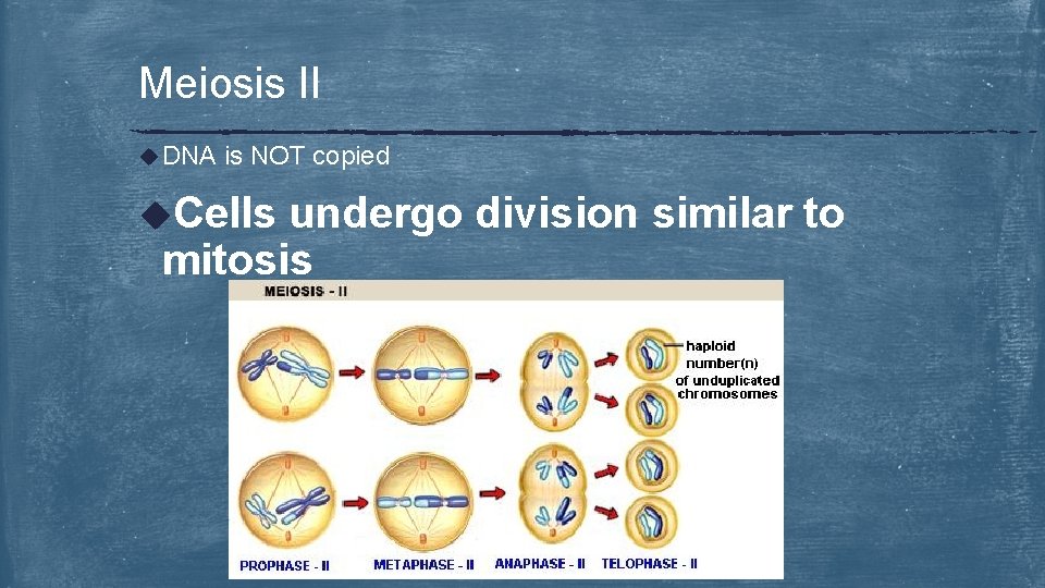 Meiosis II u DNA is NOT copied u. Cells undergo division similar to mitosis