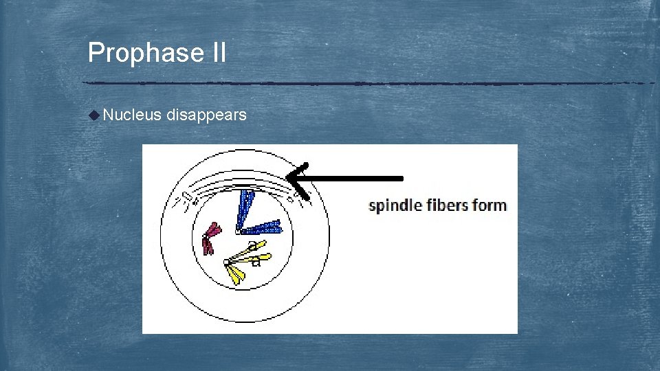 Prophase II u Nucleus disappears 