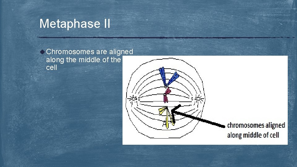 Metaphase II u Chromosomes are aligned along the middle of the cell 