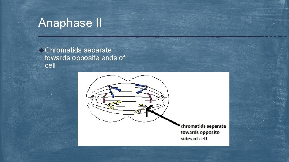 Anaphase II u Chromatids separate towards opposite ends of cell 