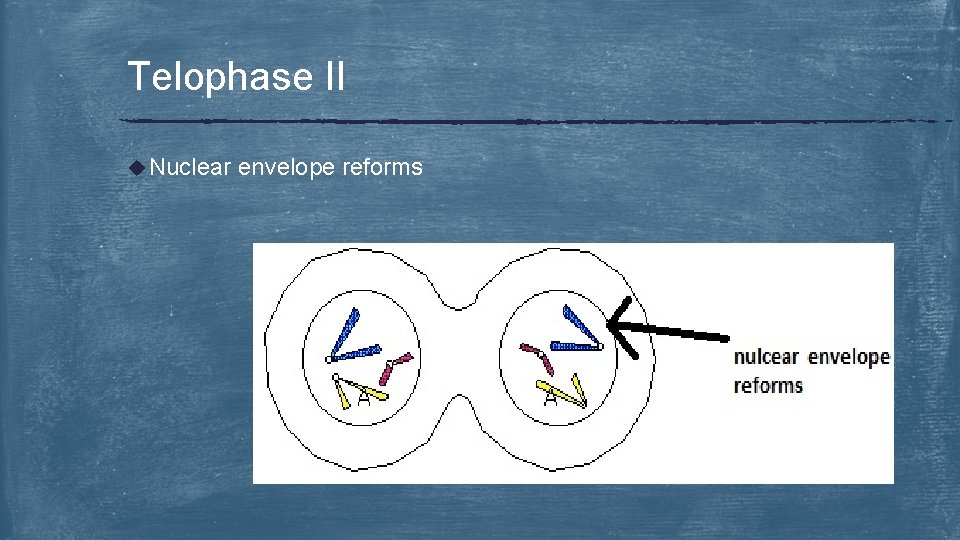 Telophase II u Nuclear envelope reforms 