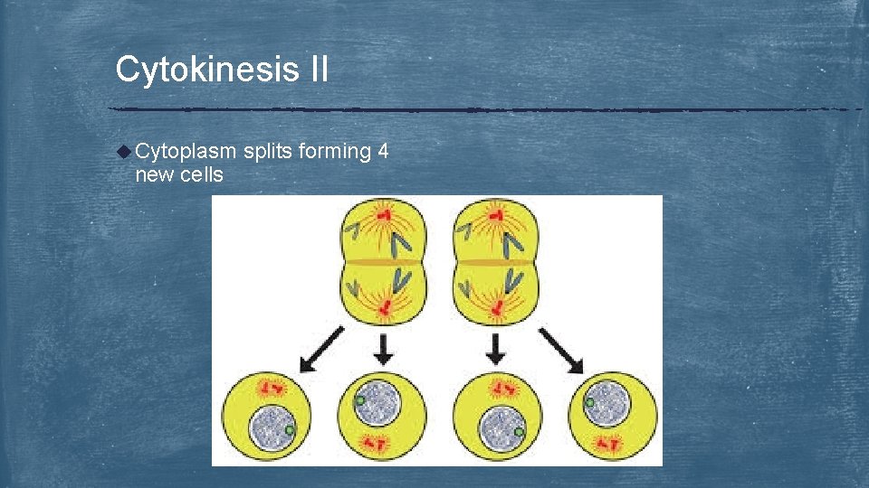 Cytokinesis II u Cytoplasm new cells splits forming 4 