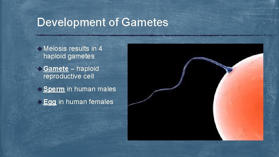 Development of Gametes u Meiosis results in 4 haploid gametes u Gamete – haploid