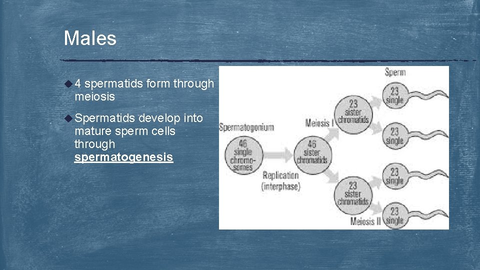 Males u 4 spermatids form through meiosis u Spermatids develop into mature sperm cells