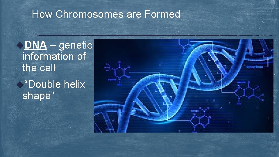 How Chromosomes are Formed u. DNA – genetic information of the cell u“Double shape”