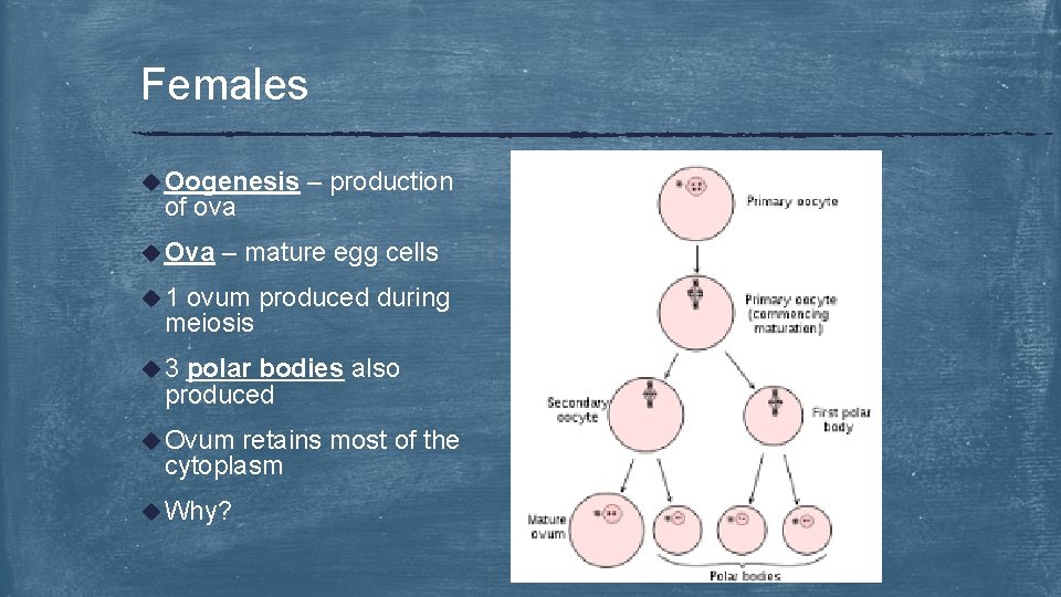 Females u Oogenesis of ova u Ova – production – mature egg cells u