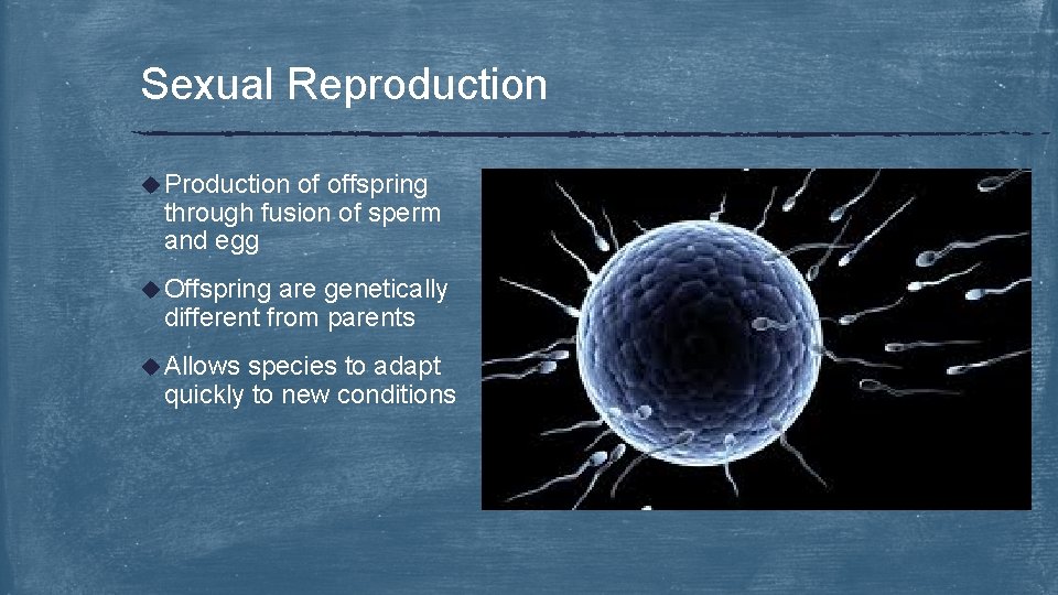 Sexual Reproduction u Production of offspring through fusion of sperm and egg u Offspring