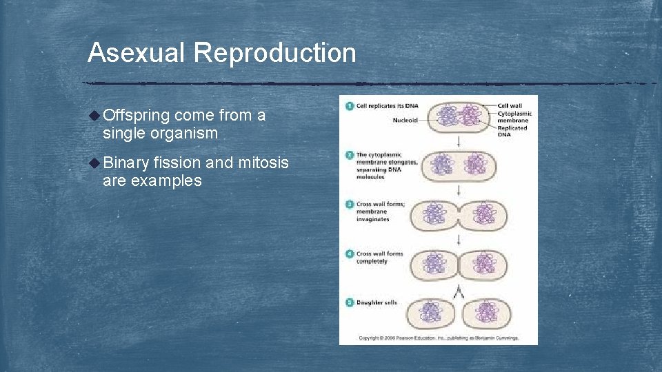 Asexual Reproduction u Offspring come from a single organism u Binary fission and mitosis