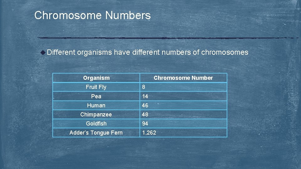 Chromosome Numbers u Different organisms have different numbers of chromosomes Organism Chromosome Number Fruit