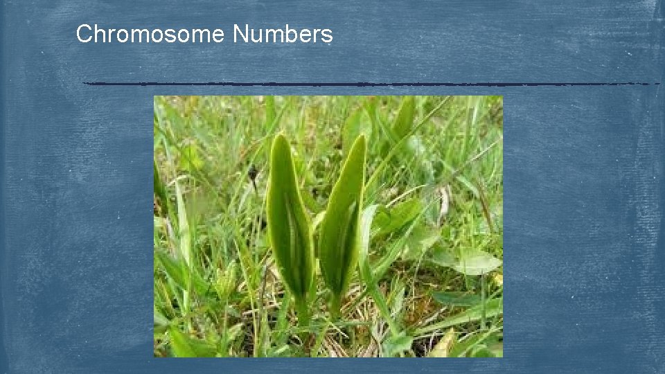 Chromosome Numbers 